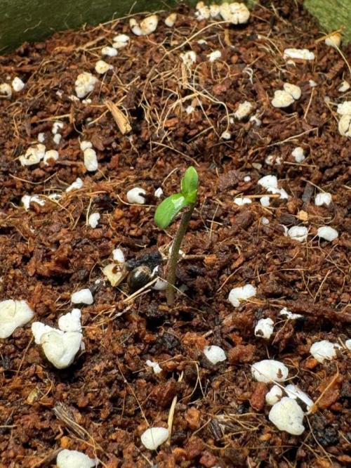 Amnesia Z Auto (FastBuds), 30x30x60, 50W. Week 0 - 11.30.25 - 1 day