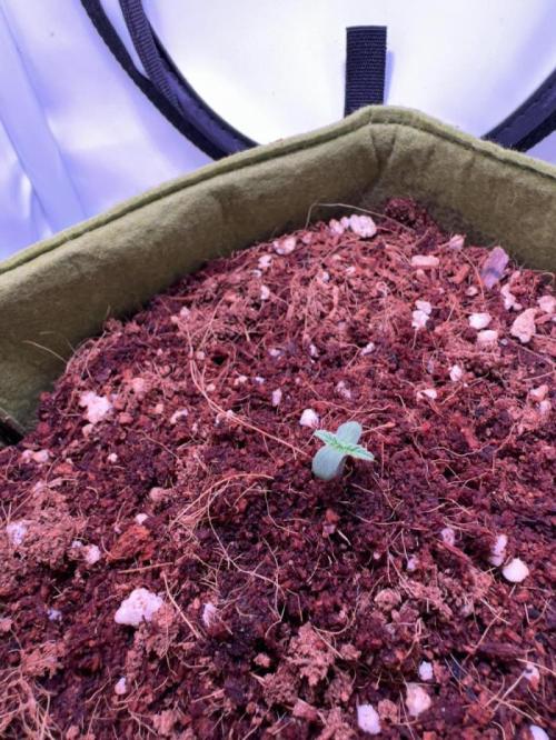 Amnesia Z Auto (FastBuds), 30x30x60, 50W. Week 0 - 12.01.25 - 2 day