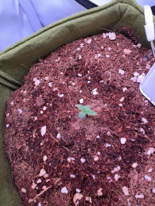 Amnesia Z Auto (FastBuds), 30x30x60, 50W. Week 0 - 12.02.25 - 3 day