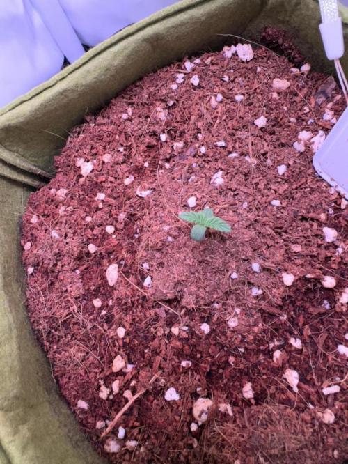 Amnesia Z Auto (FastBuds), 30x30x60, 50W. Week 0 - 12.03.25 - 4 day