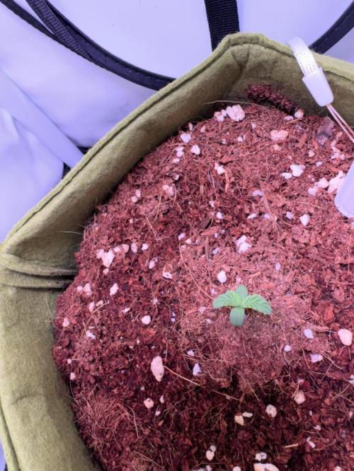 Amnesia Z Auto (FastBuds), 30x30x60, 50W. Week 0 - 12.04.25 - 5 day