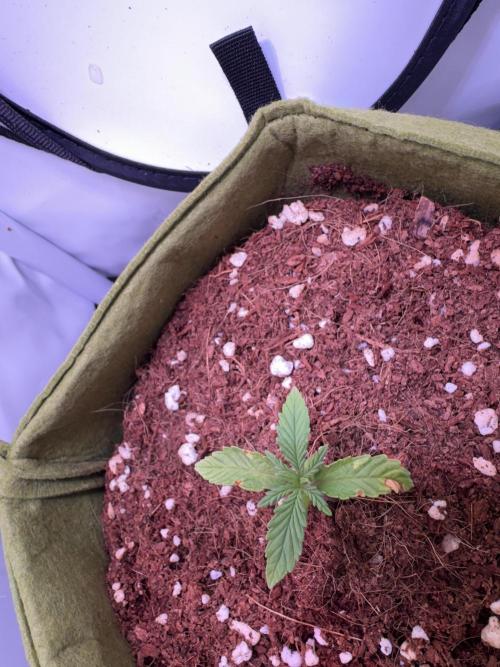 Amnesia Z Auto (FastBuds), 30x30x60, 50W. Week 1 - 12.12.25 - 13 day