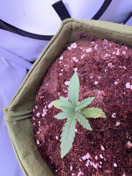 Amnesia Z Auto (FastBuds), 30x30x60, 50W. Week 1 - 12.13.25 - 14 day