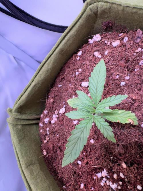 Amnesia Z Auto (FastBuds), 30x30x60, 50W. Week 2 - 12.14.25 - 15 day