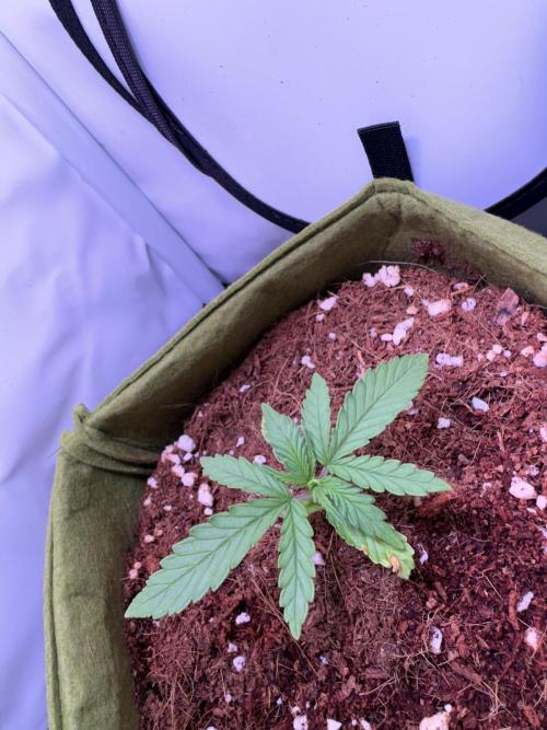 Amnesia Z Auto (FastBuds), 30x30x60, 50W. Week 2 - 12.15.25 - 16 day