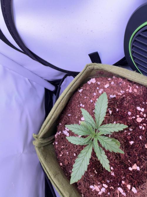 Amnesia Z Auto (FastBuds), 30x30x60, 50W. Week 2 - 12.16.25 - 17 day