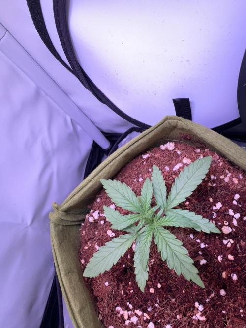 Amnesia Z Auto (FastBuds), 30x30x60, 50W. Week 2 - 12.17.25 - 18 day