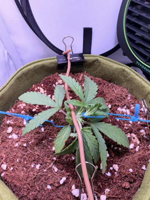 Amnesia Z Auto (FastBuds), 30x30x60, 50W. Week 2 - 12.18.25 - 19 day