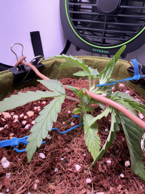 Amnesia Z Auto (FastBuds), 30x30x60, 50W. Week 2 - 12.18.25 - 19 day