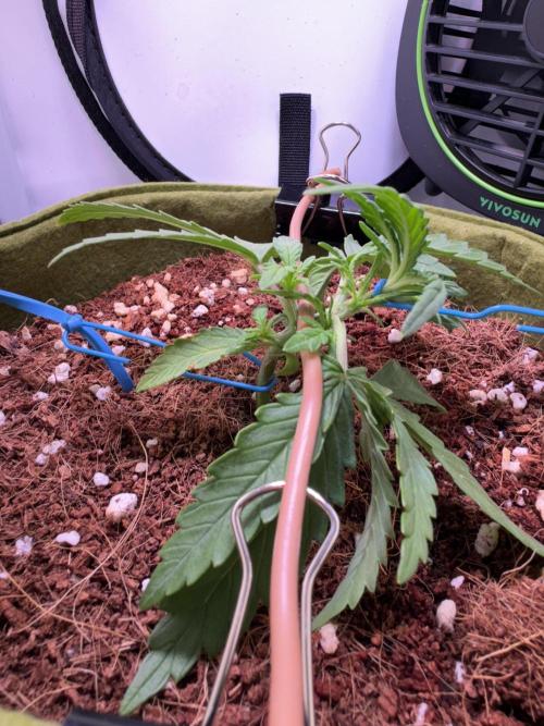 Amnesia Z Auto (FastBuds), 30x30x60, 50W. Week 2 - 12.19.25 - 20 day