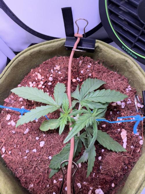 Amnesia Z Auto (FastBuds), 30x30x60, 50W. Week 2 - 12.19.25 - 20 day