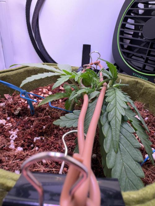 Amnesia Z Auto (FastBuds), 30x30x60, 50W. Week 2 - 12.20.25 - 21 day