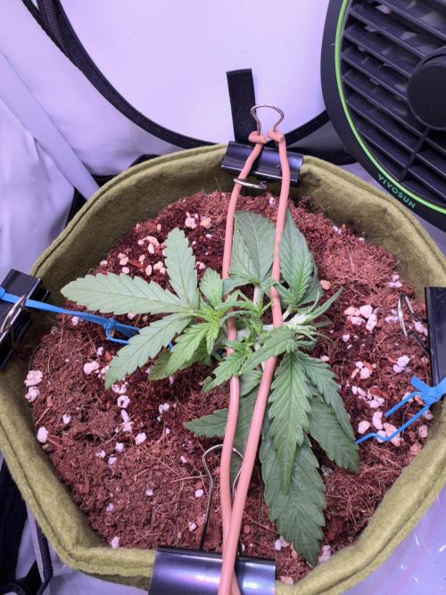 Amnesia Z Auto (FastBuds), 30x30x60, 50W. Week 2 - 12.20.25 - 21 day