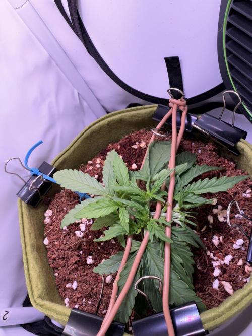 Amnesia Z Auto (FastBuds), 30x30x60, 50W. Week 3 - 12.21.25 - 22 day