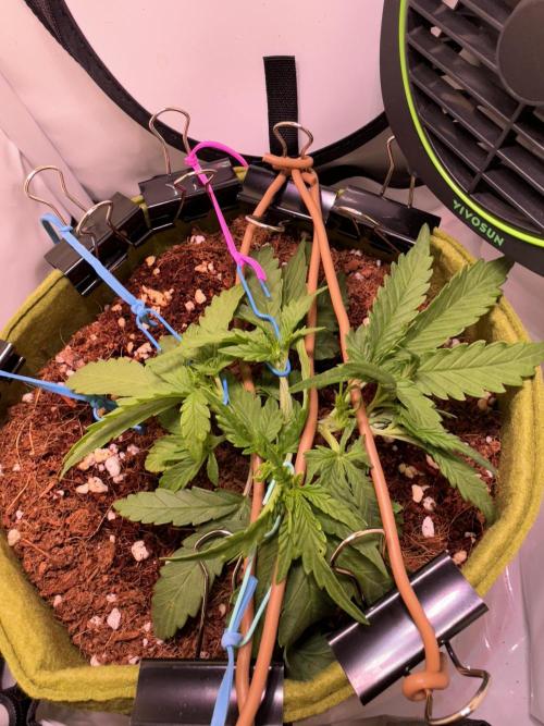 Amnesia Z Auto (FastBuds), 30x30x60, 50W. Week 3 - 12.22.25 - 23 day