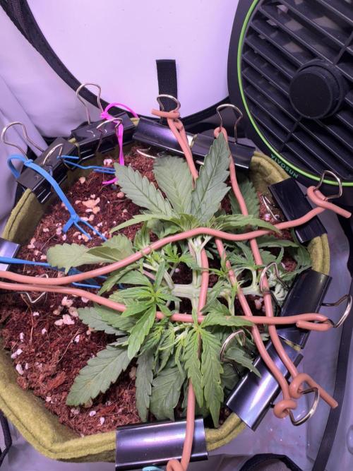 Amnesia Z Auto (FastBuds), 30x30x60, 50W. Week 3 - 12.23.25 - 24 day