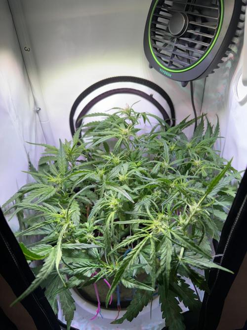 Amnesia Z Auto (FastBuds), 30x30x60, 50W. Week 5 - 01.08.26 - 40 day