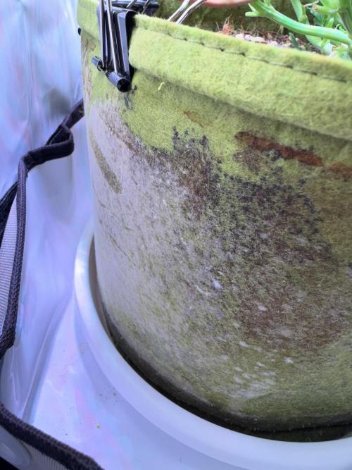 Amnesia Z Auto (FastBuds), 30x30x60, 50W. Week 5 - 01.09.26 - 41 day
=(