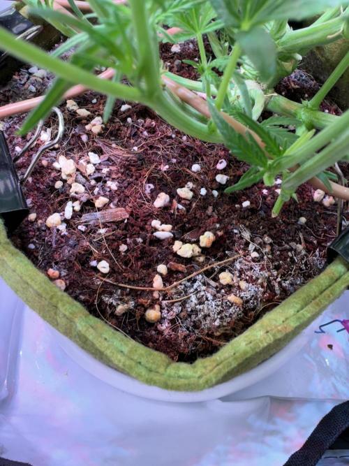 Amnesia Z Auto (FastBuds), 30x30x60, 50W. Week 5 - 01.09.26 - 41 day
=(