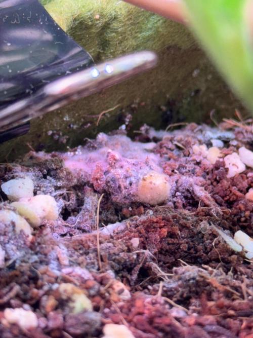 Amnesia Z Auto (FastBuds), 30x30x60, 50W. Week 5 - 01.09.26 - 41 day
=(