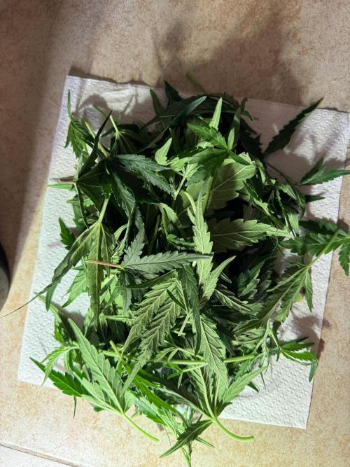 Amnesia Z Auto (FastBuds), 30x30x60, 50W. Week 5 - 01.09.26 - 41 day
=(