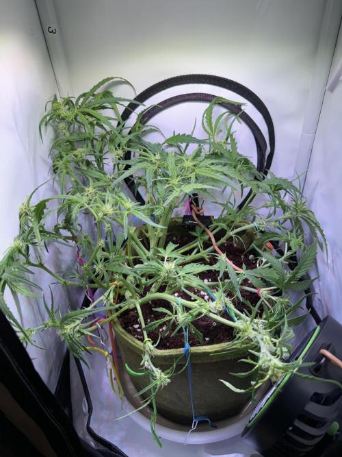 Amnesia Z Auto (FastBuds), 30x30x60, 50W. Week 5 - 01.09.26 - 41 day