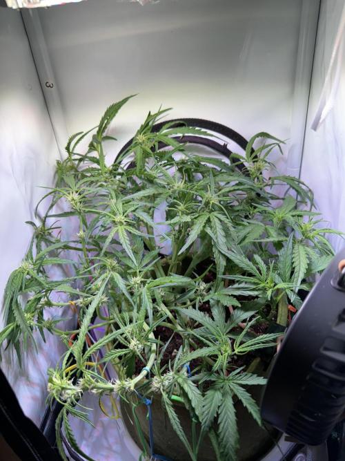 Amnesia Z Auto (FastBuds), 30x30x60, 50W. Week 5 - 01.10.26 - 42 day