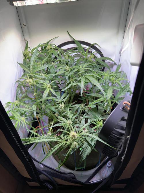 Amnesia Z Auto (FastBuds), 30x30x60, 50W. Week 6 - 01.11.26 - 43 day