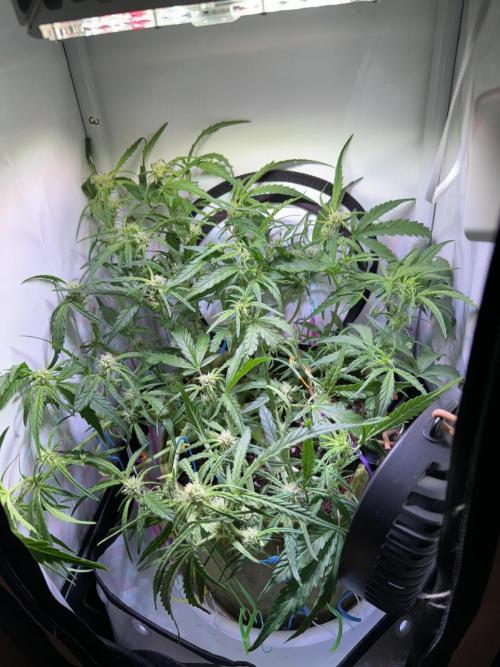 Amnesia Z Auto (FastBuds), 30x30x60, 50W. Week 6 - 01.12.26 - 44 day