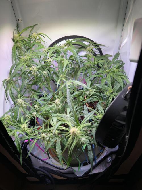 Amnesia Z Auto (FastBuds), 30x30x60, 50W. Week 6 - 01.13.26 - 45 day