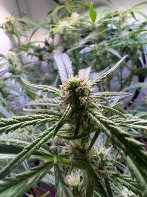 Amnesia Z Auto (FastBuds), 30x30x60, 50W. Week 6 - 01.17.26 - 49 day