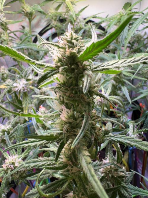 Amnesia Z Auto (FastBuds), 30x30x60, 50W. Week 7 - 01.21.26 - 53 day