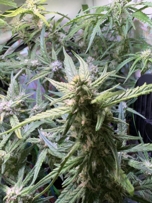 Amnesia Z Auto (FastBuds), 30x30x60, 50W. Week 7 - 01.23.26 - 55 day