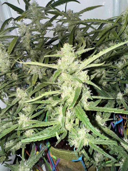 Amnesia Z Auto (FastBuds), 30x30x60, 50W. Week 8 - 01.25.26 - 57 day