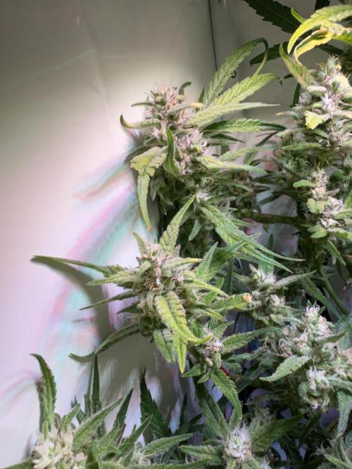 Amnesia Z Auto (FastBuds), 30x30x60, 50W. Week 8 - 01.28.26 - 60 day