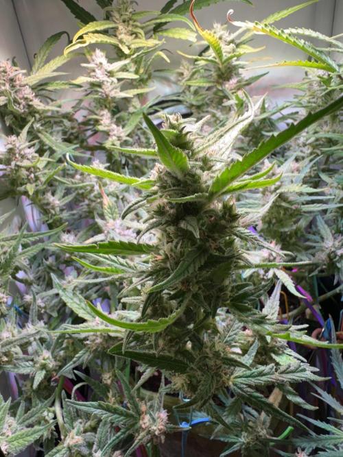 Amnesia Z Auto (FastBuds), 30x30x60, 50W. Week 8 - 01.29.26 - 61 day