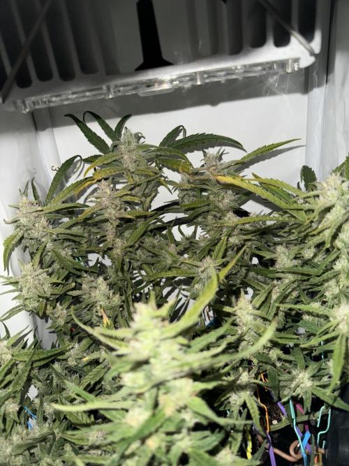 Amnesia Z Auto (FastBuds), 30x30x60, 50W. Week 8 - 01.30.26 - 62 day