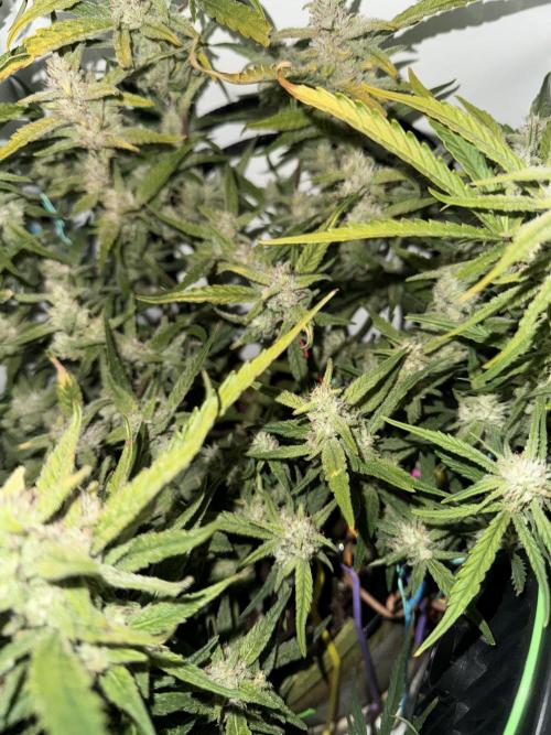 Amnesia Z Auto (FastBuds), 30x30x60, 50W. Week 8 - 01.30.26 - 62 day