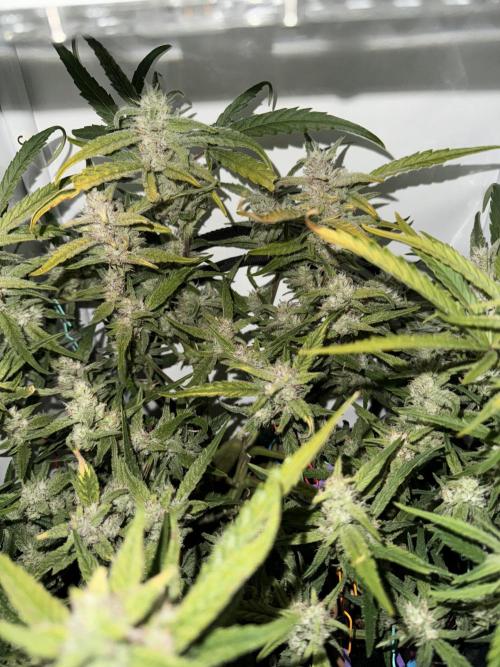 Amnesia Z Auto (FastBuds), 30x30x60, 50W. Week 8 - 01.30.26 - 62 day