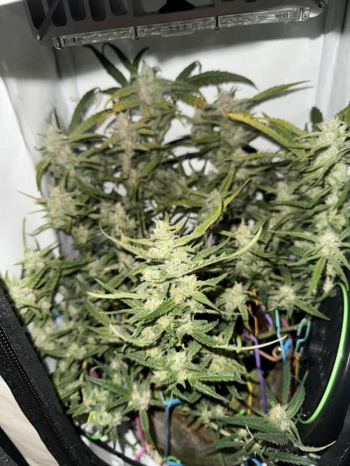 Amnesia Z Auto (FastBuds), 30x30x60, 50W. Week 8 - 01.30.26 - 62 day