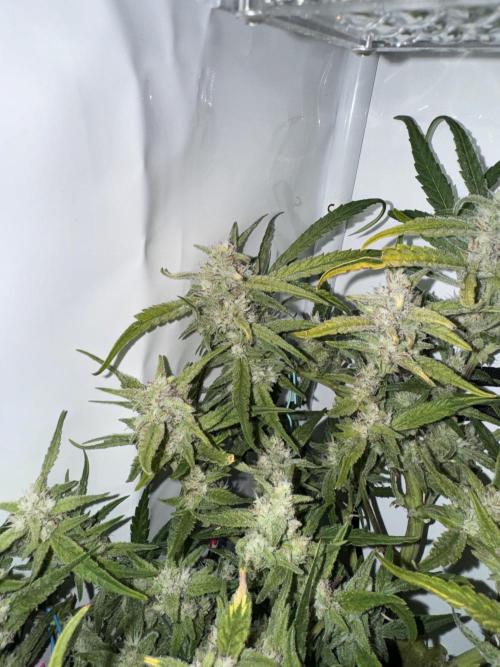 Amnesia Z Auto (FastBuds), 30x30x60, 50W. Week 8 - 01.30.26 - 62 day