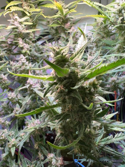 Amnesia Z Auto (FastBuds), 30x30x60, 50W. Week 8 - 01.31.26 - 63 day