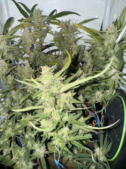 Amnesia Z Auto (FastBuds), 30x30x60, 50W. Week 9 - 02.01.26 - 64 day