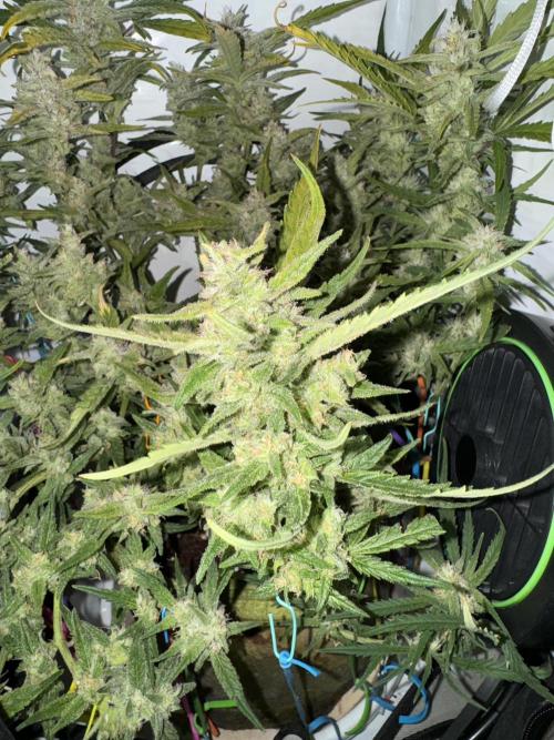 Amnesia Z Auto (FastBuds), 30x30x60, 50W. Week 9 - 02.01.26 - 64 day