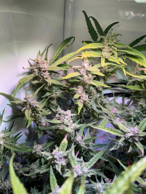 Amnesia Z Auto (FastBuds), 30x30x60, 50W. Week 9 - 02.01.26 - 64 day