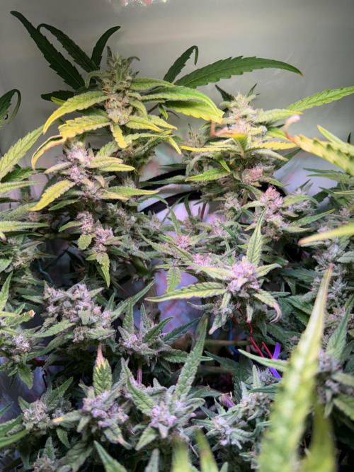 Amnesia Z Auto (FastBuds), 30x30x60, 50W. Week 9 - 02.01.26 - 64 day