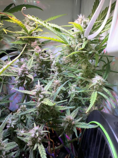 Amnesia Z Auto (FastBuds), 30x30x60, 50W. Week 9 - 02.01.26 - 64 day