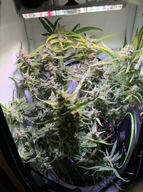 Amnesia Z Auto (FastBuds), 30x30x60, 50W. Week 9 - 02.02.26 - 65 day