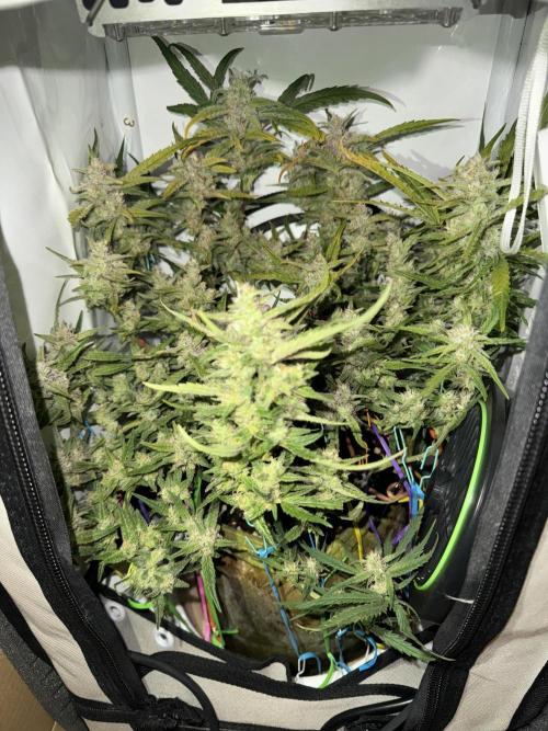 Amnesia Z Auto (FastBuds), 30x30x60, 50W. Week 9 - 02.03.26 - 66 day