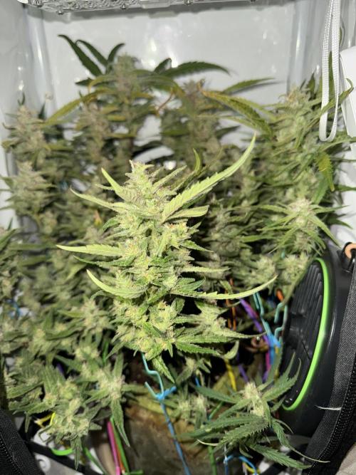 Amnesia Z Auto (FastBuds), 30x30x60, 50W. Week 9 - 02.03.26 - 66 day